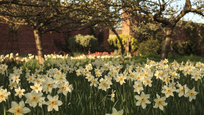 Daffodils dappled in sunlight next to a red brick wall